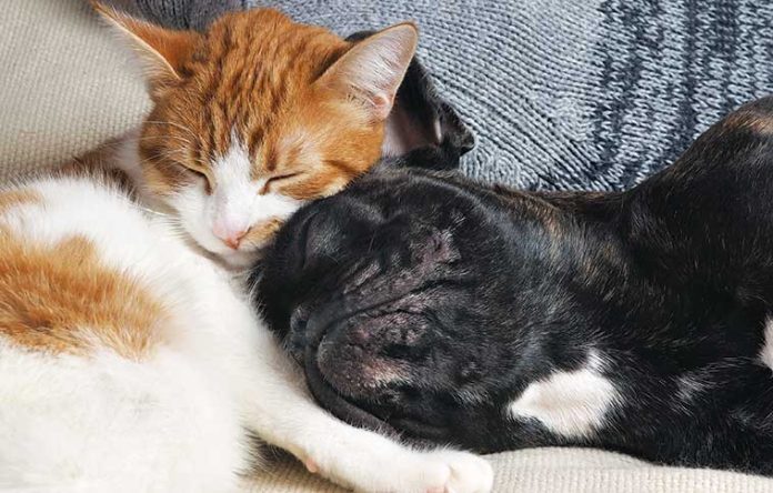 La-cuccia-per-il-cane-e-per-il-gatto