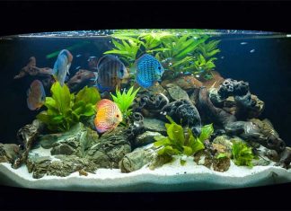 Pesci acqua dolce acquario discus vari
