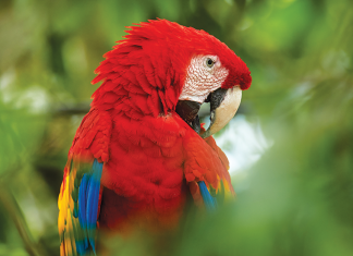 I pappagalli Ara pappagalo-ara-macao