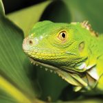 iguana-verde-1