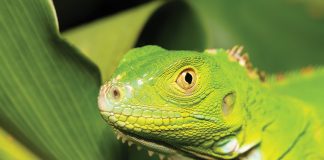 iguana-verde-1
