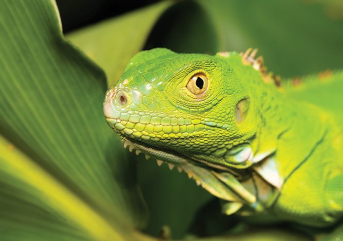 iguana-verde-1