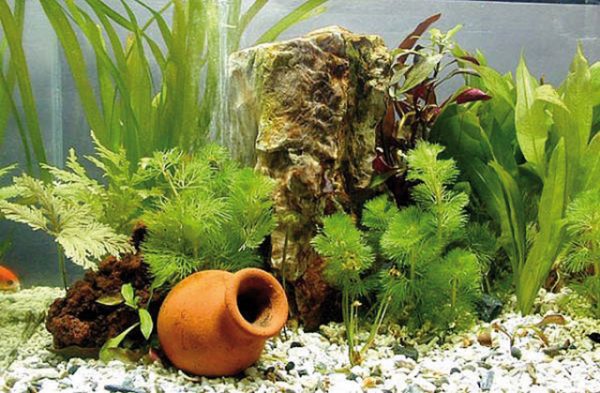 Acquario: le piante | Pet Family