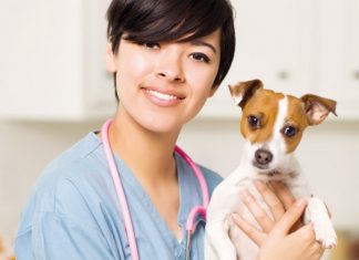 Controllo del cane dal veterinario per le zecche