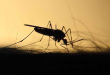 Protezione parassitaria annuale zanzara-infetta-pericolo-malattie