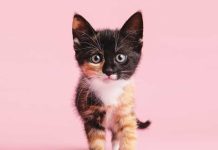 Imprinting e prime esperienze del gattino iStock-1392163011-gattino-curioso-crescita