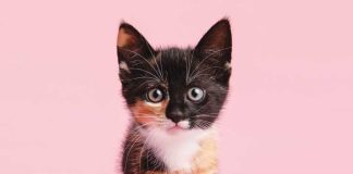 iStock-1392163011-gattino-curioso-crescita