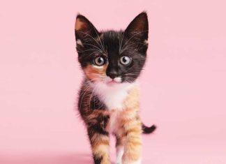 Imprinting e prime esperienze del gattino iStock-1392163011-gattino-curioso-crescita