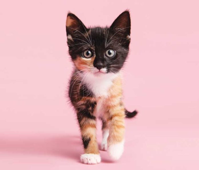 iStock-1392163011-gattino-curioso-crescita iStock-1392163011-gattino-curioso-crescita
