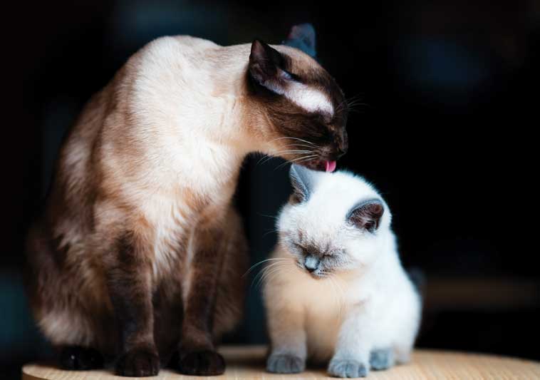 Mamma gatto che insegna al suo gattino