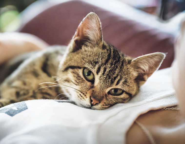 Gatto accoccolato con la sua proprietaria