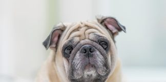 come-prendersi-cura-del-cane-anziano