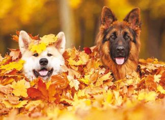 passeggiate-autunnali