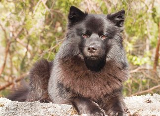 Il Lapphund Svensk