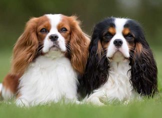 Cavalier King Charles Spaniel