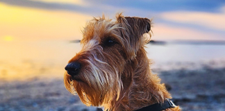 autunno-parassiti-soluzioni-virbac