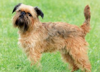 cane-griffone-di-Bruxelles-posizionato