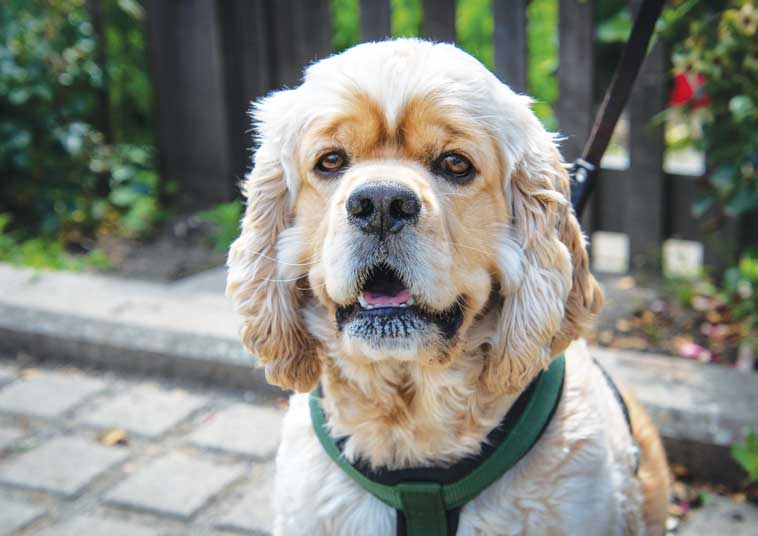 Cani con pettorina al guinzaglio