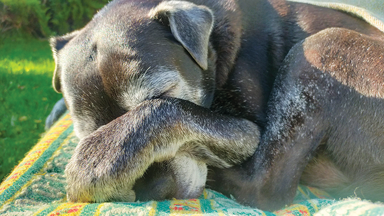 Cane anziano in primo piano