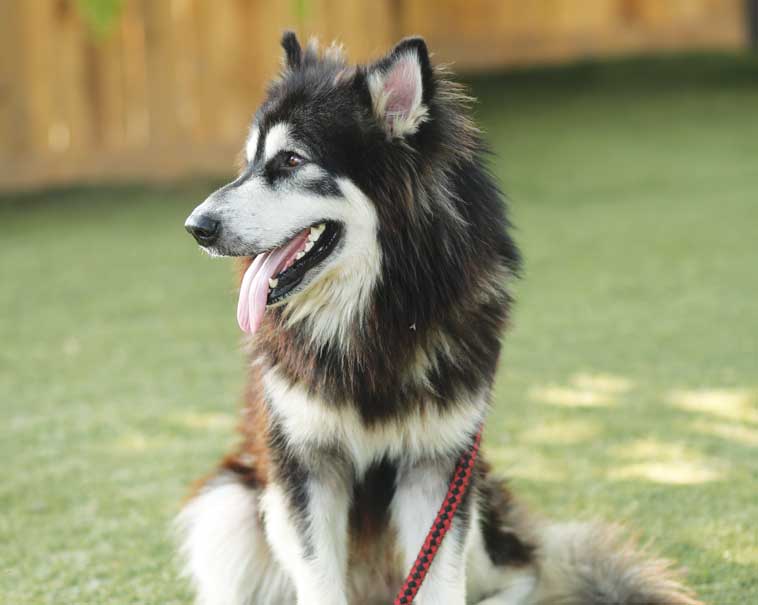 Cani che continua a tirare al guinzaglio