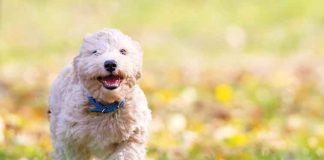 I-Forasacchi-un-pericolo-per-il-cane-e-per-il-gatto