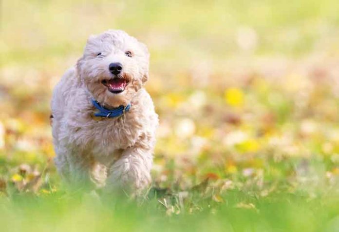 I-Forasacchi-un-pericolo-per-il-cane-e-per-il-gatto