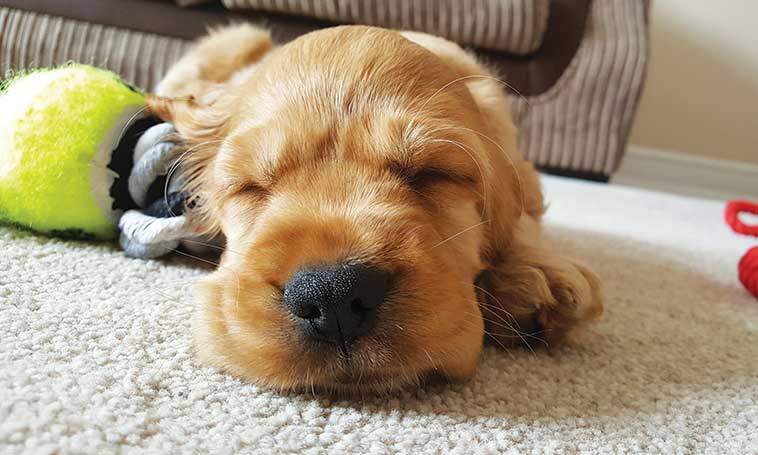 Educazione di base del cucciolo in primo piano