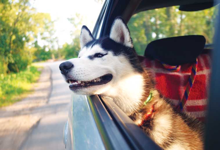 Cane felice in auto