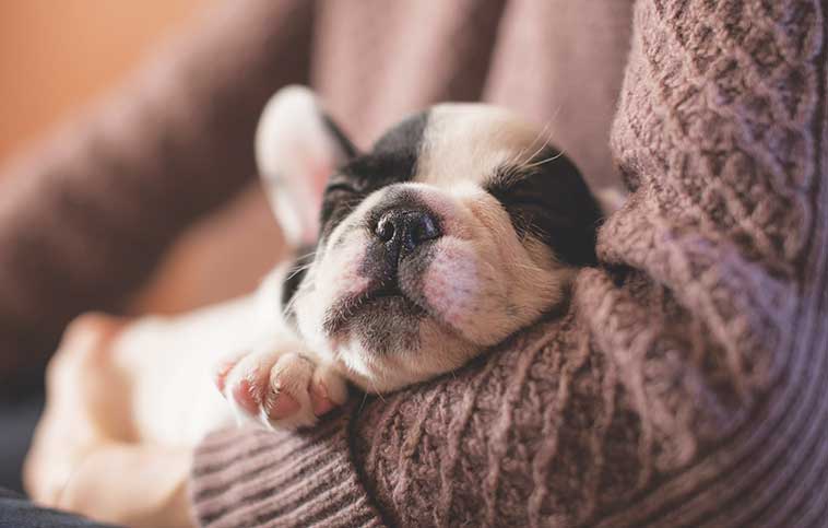 cucciolo in braccio al suo umano