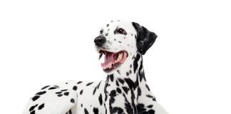 dalmata-scheda-informativa