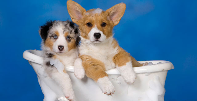 Due splendidi cuccioli nella vasca da bagno