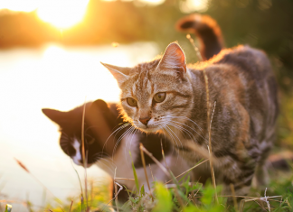 gatti che passeggiano