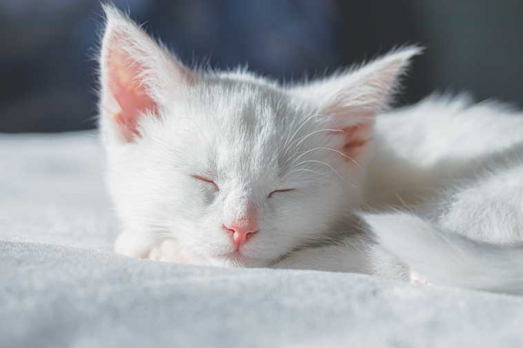 Cosa sognano i gatti?