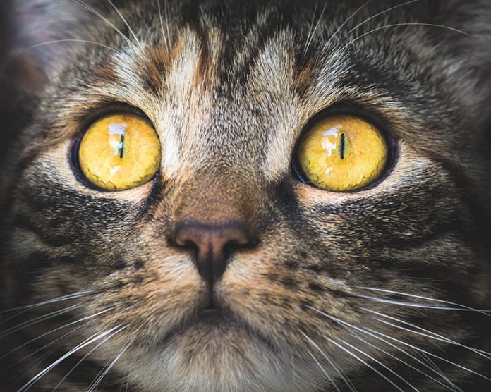 gatto-cura-salute-occhi