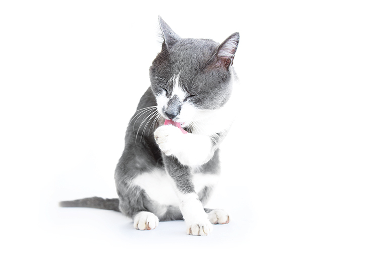 Gatto che si lecca le zampe