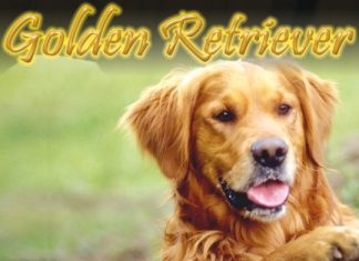golden retriver