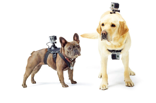due cani con una telecamera in testa 