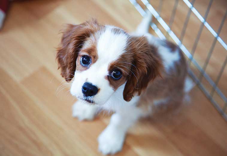 Cucciolo in primo piano