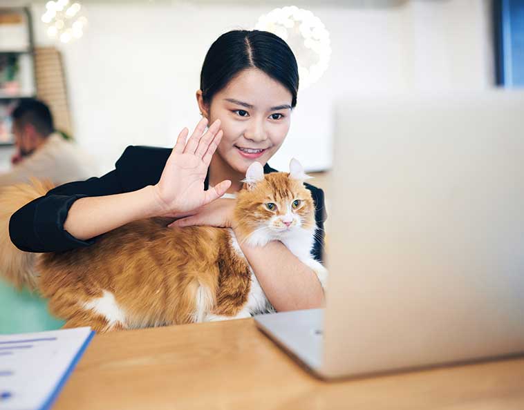 Gatti in ufficio