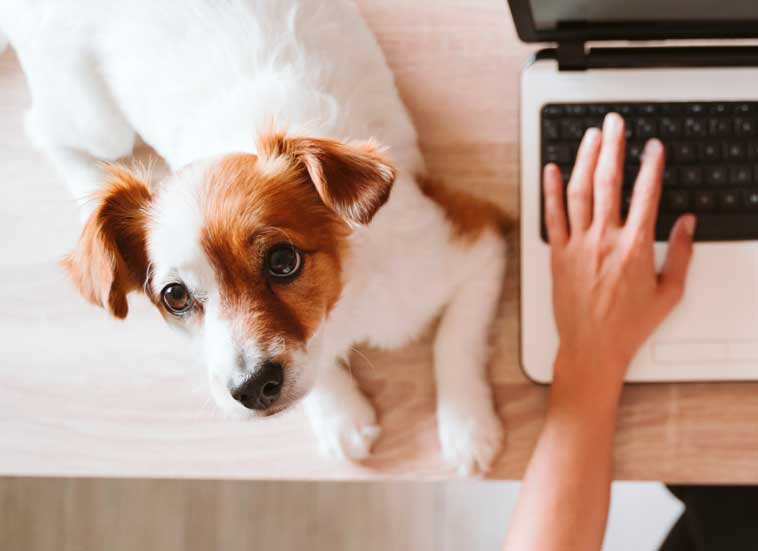 Cane in ufficio con la proprietario
