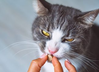 problemi-gastrointestinali-nel-cane-e-nel-gatto