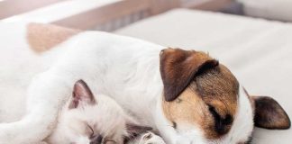 iStock-1365197446-cane-gatto-cosa-sognano