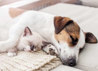 iStock-1365197446-cane-gatto-cosa-sognano