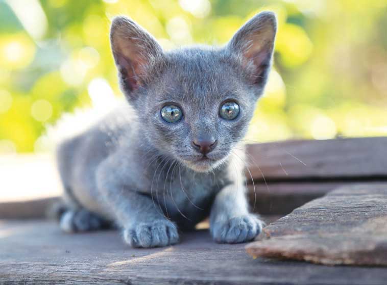 Cucciolo di gatto Korat