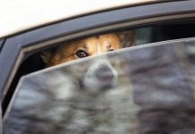 iStock-1489152521-cane-in-auto