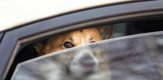 iStock-1489152521-cane-in-auto
