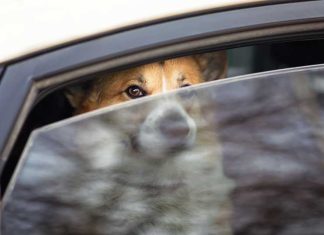 Cane e auto iStock-1489152521-cane-in-auto