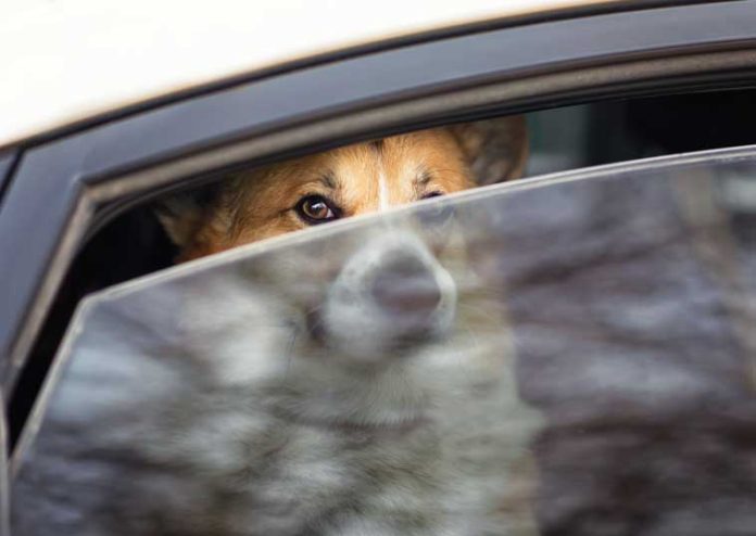 iStock-1489152521-cane-in-auto