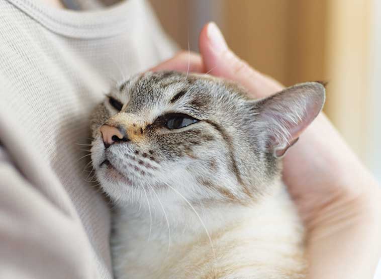 Gatto affetto da FIP