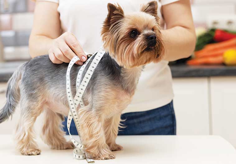 Il controllo del peso nel cane e nel gatto